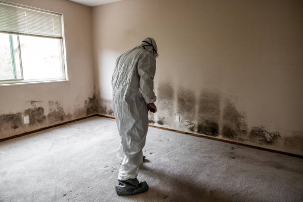 Best Crawl Space Mold Remediation  in Mante, CA